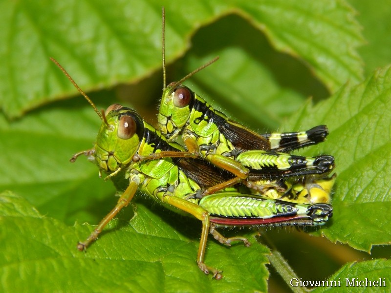 Nadigella formosanta